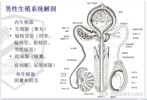 男性 生殖器|男性の生殖器系の構造